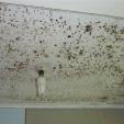 Mould is common in damp houses.